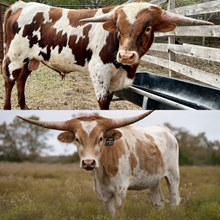 🔵🦆Fashpoint x Queso