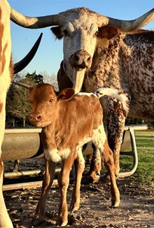 Premier Pipeline x HL Foxy Mist heifer