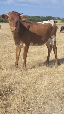 Premier Pipeline x HL Foxy Mist heifer