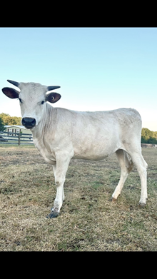 WS Hydro x WS Ranget heifer