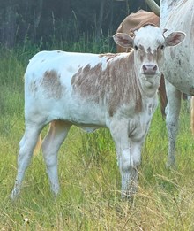 NACC TRAILER PARK TRISH